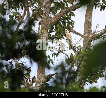 Tanimabar Corella (Cacatua goffiniana), également connu sous le nom de Cockatoo de Goffin ou corella de Goffin. Cette espèce est presque menacée en raison de la déforestation et b Banque D'Images