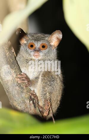 Peleng tarsier (Tarsius pelengensis) la nuit dans un arbre dans la jungle Banque D'Images