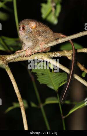 Tarsier spectral (spectre Tarsius) la nuit dans un arbre dans la jungle Banque D'Images