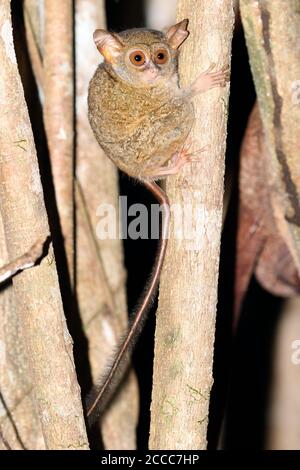 Tarsier spectral (spectre de Tarsius) lors de l'escalade de nuit dans un arbre Banque D'Images