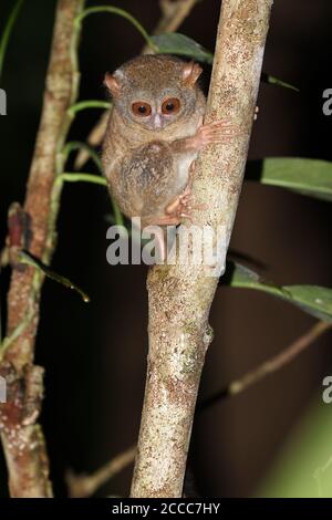 Tarsier spectral (spectre de Tarsius) lors de l'escalade de nuit dans un arbre Banque D'Images