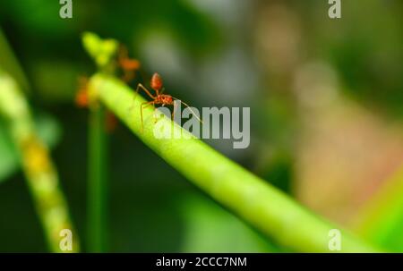 gros plan des éléments de tisserand travaillant sur une petite branche. Les fourmis de tisserand ou les fourmis verts du genre Oecophylla sont des insectes eusociaux de la famille des Formicidae Banque D'Images