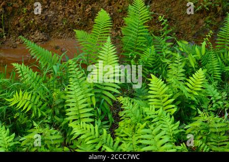 Les feuilles de Fern sont offertes en une abondance de couleurs, de formes et de tailles, de la simple feuille de hosta en forme de coeur à une feuille de style filigrane décorative Banque D'Images