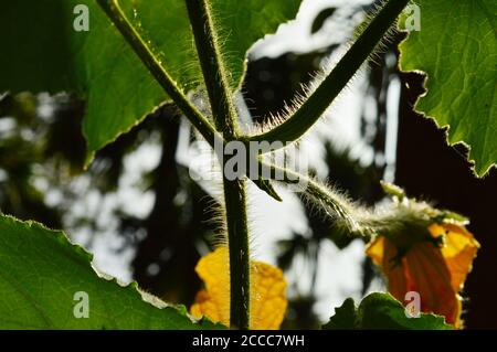 l'image montre de minuscules pics sur une vigne de citrouille avec quelques parties infocus. La lumière sur les pics de vigne rend l'image plus belle. Banque D'Images