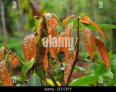 Les feuilles de mangue sont très utiles pour la gestion du diabète. Les feuilles tendres du manguier contiennent des tanins appelés anthocyanidines Banque D'Images