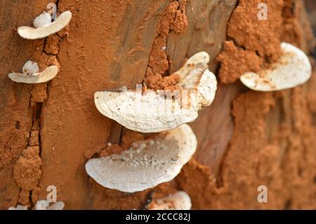 Les lichens sur les arbres sont un organisme unique parce qu'ils sont en fait une relation symbiotique entre deux organismes. champignons et algues. Banque D'Images