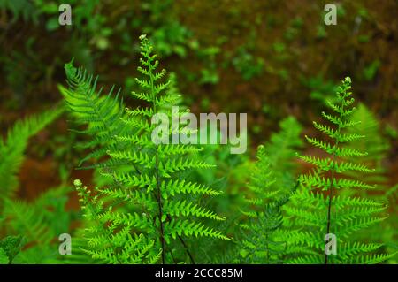 Les feuilles de Fern sont offertes en une abondance de couleurs, de formes et de tailles, de la simple feuille en forme de coeur en forme de coeur à une feuille en filigrane décorative Banque D'Images