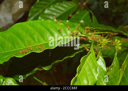 gros plan des éléments de tisserand travaillant sur une petite branche. Les fourmis de tisserand ou les fourmis verts du genre Oecophylla sont des insectes eusociaux de la famille des Formicidae Banque D'Images