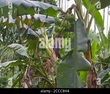 l'image montre les fruits de banane et la fleur sur une plante Banque D'Images