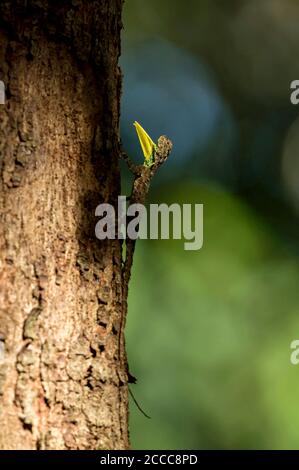 Dracko mâle, genre de lézards agamides qui sont également connus comme lézards volants, dragons volants, Draco spilonotus, Dandeli, Karnataka, inde Banque D'Images