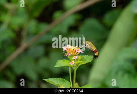 Hummingbird Hawk-Moth, Macroglossum stellatarum au parc national de Borivalii, Mumbai, Maharasthra, Inde. Rarement vu Banque D'Images