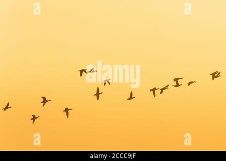 Troupeau d'oies volant au lever du soleil dans le ciel Banque D'Images