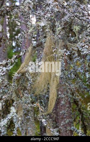 Vieux arbres avec du lichen à barbe sur les branches Banque D'Images