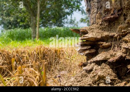 Une vieille souche d'arbre recouverte de mousse et de champignon. Vu que la lumière du soleil brille à travers les feuilles de la forêt épaisse. Banque D'Images