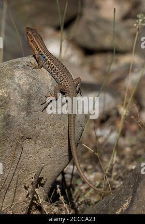 Lézard du mur du Péloponnèse mâle, Podarcis peloponnesiacus sur un rocher Banque D'Images