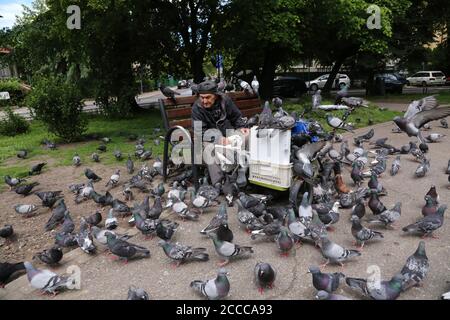 Cracovie. Cracovie. Pologne. Le vieil homme nourrissant des pigeons dans le parc. Banque D'Images