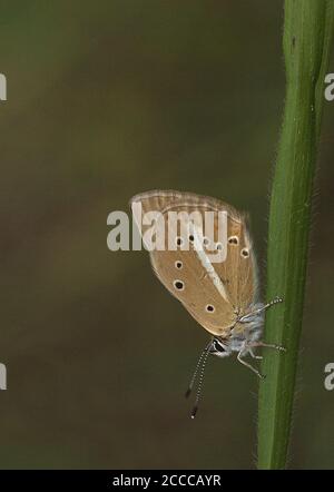 Bleu anormal de Ripart (Polyommatus ripartii), perché sur une tige d'herbe Banque D'Images