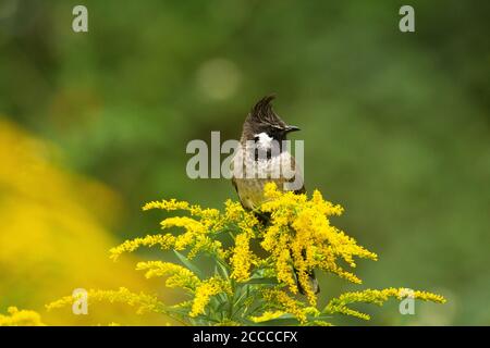 Bulbul himalayen sur branche d'arbre, Pycnonotus leucogenys, Nainital, Uttarakhand, Inde Banque D'Images