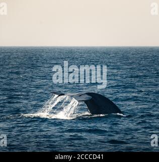 le conte d'une baleine bleue émerge dans l'eau de L'océan indien au Sri Lanka Banque D'Images