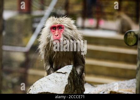 Vieux singe macaque japonais avec fourrure humide à une source chaude dans le parc Jigokudani, Yudanaka, parc des singes de neige. Près de Nagano, Japon Banque D'Images