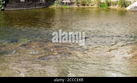 Écoulement lent de l'eau de la rivière Doubs Banque D'Images