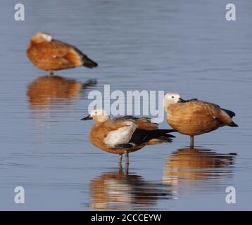 Trois Ruddy Shelducks (Tadorna ferruginea) se tenant dans les eaux peu profondes de l'Oostvaardersplassen aux pays-Bas pendant l'été. Banque D'Images