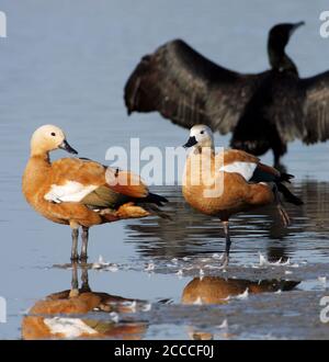 Ruddy Shelduck (Tadorna ferruginea) en sumering aux pays-Bas. Debout sur la rive d'un lac dans l'Oostvaardersplassen avec un grand Cormorant dedans Banque D'Images