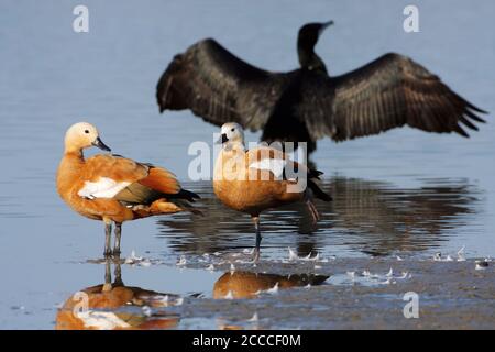 Ruddy Shelduck (Tadorna ferruginea) en sumering aux pays-Bas. Debout sur la rive d'un lac dans l'Oostvaardersplassen avec un grand Cormorant dedans Banque D'Images