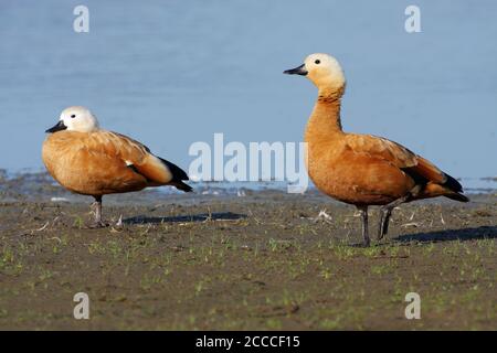 Ruddy Shelducks (Tadorna ferruginea) en sumering aux pays-Bas. Debout sur les rives du lac dans l'Oostvaardersplassen près de Lelystad. Banque D'Images