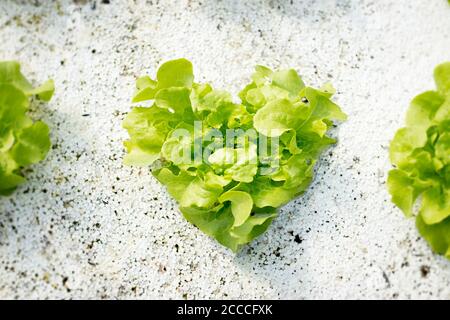 Légumes hydroponiques. Méthode hydroponique de croissance des plantes utilisant des solutions nutritives minérales, dans l'eau, sans sol. Fermez l'usine de culture hydroponique. Banque D'Images