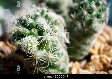 résumé flous cactus pour l'arrière-plan Banque D'Images