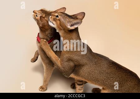 Deux chats abyssiniens recherchent des friandises, des amis et des rivaux Banque D'Images
