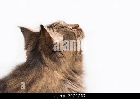 Le chat sibérien sur fond blanc regarde vers le haut Banque D'Images