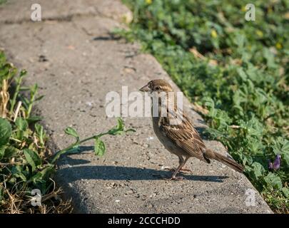 Maison parrow ou Passer domesticus assis sur le béton. Gros plan avec un petit oiseau. Banque D'Images