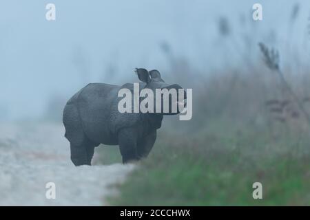 Un jeune rhinocéros appelle sa mère lors d'un matin d'hiver brumeux tout en jouant au parc national de Manas, Assam Banque D'Images