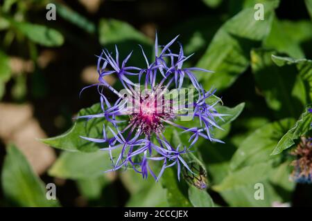 Fleur de maïs vivace - knapweed de montagne - Centaurea Montana dans une belle combinaison de parties de fleur bleue et pourpre. Banque D'Images