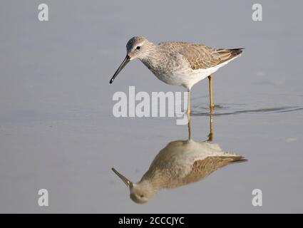 Sandpiper à pilotis adultes non-reproducteurs (Calidris himantopus) barboter en eau peu profonde. Vue de face de l'oiseau et reflet dans l'eau fixe. Au cours de l'automne mig Banque D'Images