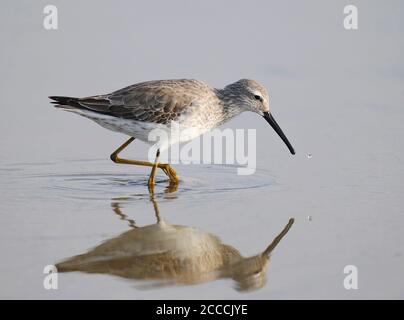 Sandpiper à pilotis adultes non-reproducteurs (Calidris himantopus) barboter en eau peu profonde. Vue latérale sur l'oiseau et reflet dans l'eau. Pendant l'automne migra Banque D'Images