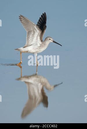 Sandpiper (Calidris himantopus) adulte non-reproducteur qui s'enrôle dans les eaux peu profondes. Vue latérale de l'oiseau contre l'eau encore bleue. Au cours de l'automne mig Banque D'Images