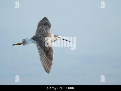 Sandpiper (Calidris himantopus) adulte non-reproducteur volant. Vue latérale de l'oiseau montrant les parties supérieures sur fond bleu pâle. Pendant l'automne migr Banque D'Images