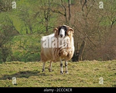 RAM a taillé des moutons à face noire avec des cornes impressionnantes au soleil du printemps sur les pâturages herbeux de la ferme dans la vallée de l'Eden, Cumbria, Angleterre, Royaume-Uni Banque D'Images