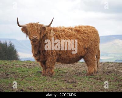 Grand taureau de bétail des hautes terres avec des cornes longues et précises caractéristiques et une couche brune déchiquetée sur les pâturages des hautes terres dans la vallée de l'Eden. Cumbria, Angleterre, Royaume-Uni Banque D'Images