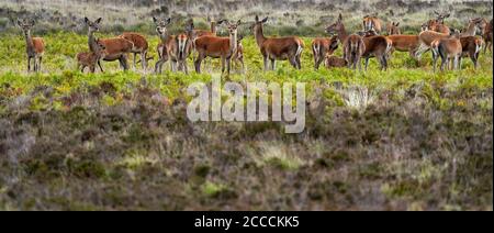 Grand troupeau de cerfs rouges sur Exmoor Banque D'Images