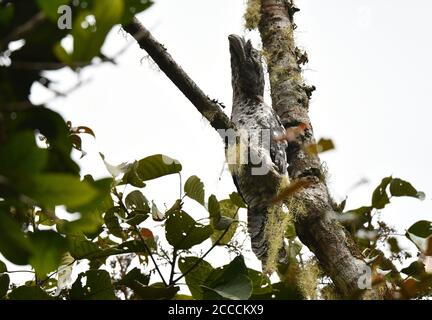 Bien camouflé de gueule de papuan (Podargus papuensis) dormant dans la canopée de forêt tropicale sur les montagnes Arfak, Papouasie-Ouest. Banque D'Images