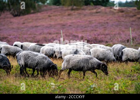 Heidschnucken moutons paître dans le Westruper Heide, dans le parc naturel Hohe Mark Westmünsterland, près de Haltern am See, Heideblüte, NRW, Allemagne Banque D'Images