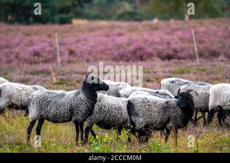 Heidschnucken moutons paître dans le Westruper Heide, dans le parc naturel Hohe Mark Westmünsterland, près de Haltern am See, Heideblüte, NRW, Allemagne Banque D'Images