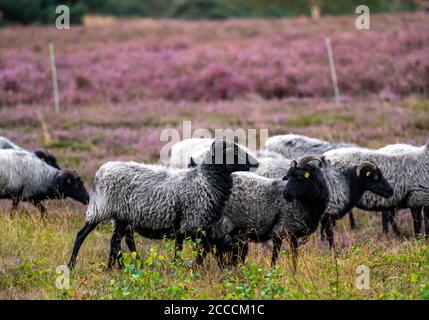 Heidschnucken moutons paître dans le Westruper Heide, dans le parc naturel Hohe Mark Westmünsterland, près de Haltern am See, Heideblüte, NRW, Allemagne Banque D'Images