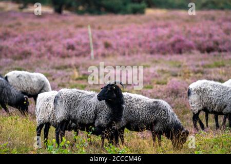 Heidschnucken moutons paître dans le Westruper Heide, dans le parc naturel Hohe Mark Westmünsterland, près de Haltern am See, Heideblüte, NRW, Allemagne Banque D'Images