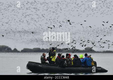 Des Auklets à crête (Aethia cristatella) se rassemblent au crépuscule dans la caldeira de Yankicha, dans la chaîne des îles Kouriles, dans la mer d'Okhotsk, en Russie. Banque D'Images