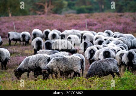 Heidschnucken moutons paître dans le Westruper Heide, dans le parc naturel Hohe Mark Westmünsterland, près de Haltern am See, Heideblüte, NRW, Allemagne Banque D'Images